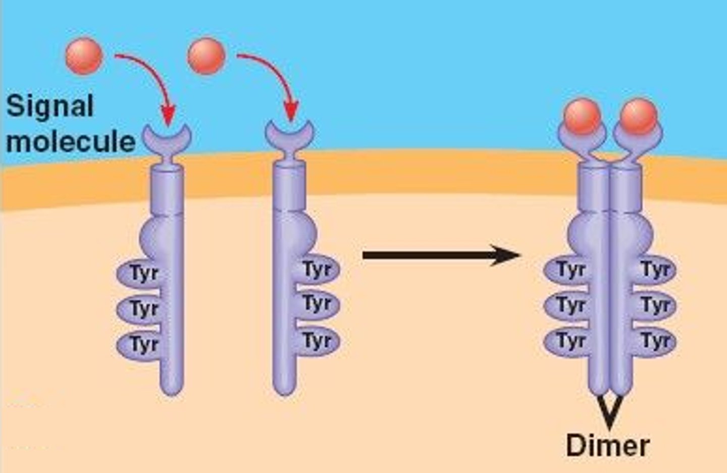 <p>molecules activated by ligands and phosphates to activate a response</p>