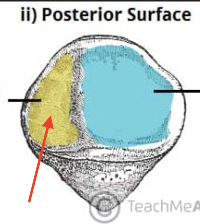 <p>the smaller flat portion on the posterior (leans away)</p>