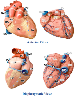 <p>-coronary sinus: large vein in posterior part of coronary sulcus; empties into the right atrium</p><p>-great cardiac vein, middle cardiac vein, and small cardiac vein drain into coronary sinus</p><p>-great cardiac vein: runs in the anterior interventricular and coronary sulci becoming the coronary sinus on the posterior side of the heart</p><p>-middle cardiac vein: runs in the posterior interventricular sulcus draining into coronary sinus just before entering the right atrium</p><p>-small cardiac vein: within the posterior atrioventricular sulcus draining into the coronary sinus just before entering the right atrium</p>