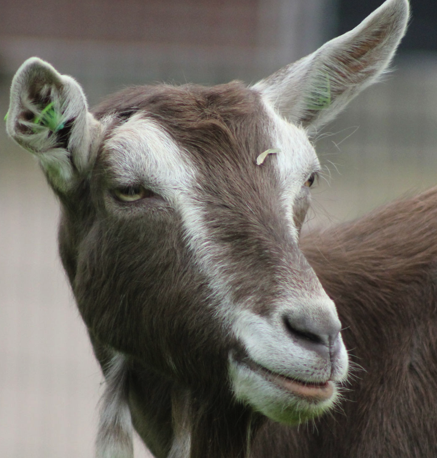 <p><span><span>• Heeft een specifieke witte aftekening op de kop</span></span></p>