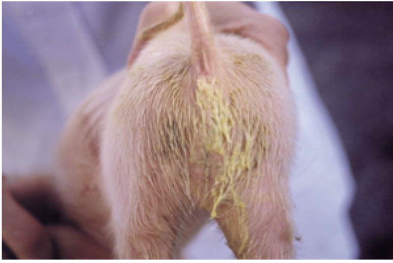 * ‘Vetdiarree’ 1-2 weken post partum → pasteus tot vloeibaar, geel tot geelbruin
  * Reageert niet op AB 
* Ook dehydratatie, occasioneel braken en gewichtsverlies tot 15% 
* __Geen compensatoire groei achteraf__
* Ergheid symptomen varieert tss tomen en binnen eenzelfde toom