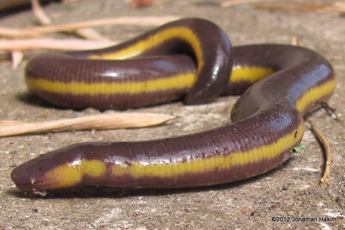 <p>Legless</p><p>Caecilians</p><p>Nearly blind</p><p>internalized fertilization</p>