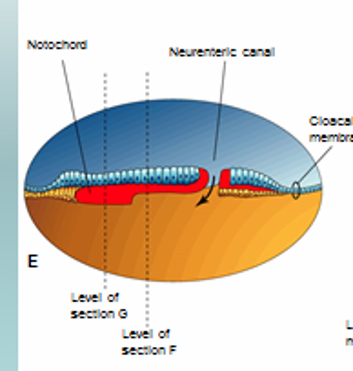 <p>connection between amniotic cavity and yolk sac at primitive pit</p><p>**"tunnel" from notochord formation</p>