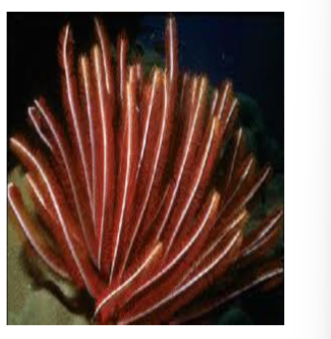 <p>in phylum echinodermata, sea lilies and feather stars, suspension feeders with upward mouths,&nbsp;</p>
