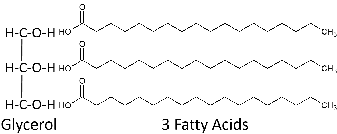 <p>simple: all 3 fatty acids the same</p><p>mixed: not all fatty acids</p>