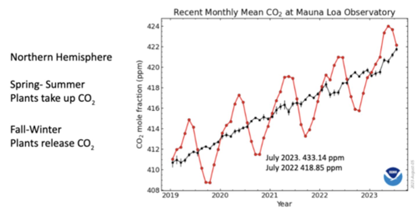 <p>In the Northern Hemisphere spring and summer, plants grow and photosynthesize, absorbing CO₂ from the atmosphere and causing CO₂ levels to dip; in the fall and winter, plants die back or go dormant, and decomposition releases CO₂ back into the air, causing CO₂ levels to rise</p><p>-since most of Earth's land (and plants) are in the Northern Hemisphere, this seasonal plant cycle is very noticeable globally</p><p>-still a long-term upward trend</p>