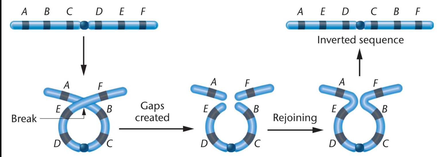 <p><span>-Segment of chromosome turned 180° within chromosome.<br>-Loop, two breaks, and repair<br>-Rearrangement of linear gene sequence.<br>-No loss of genetic information</span></p>