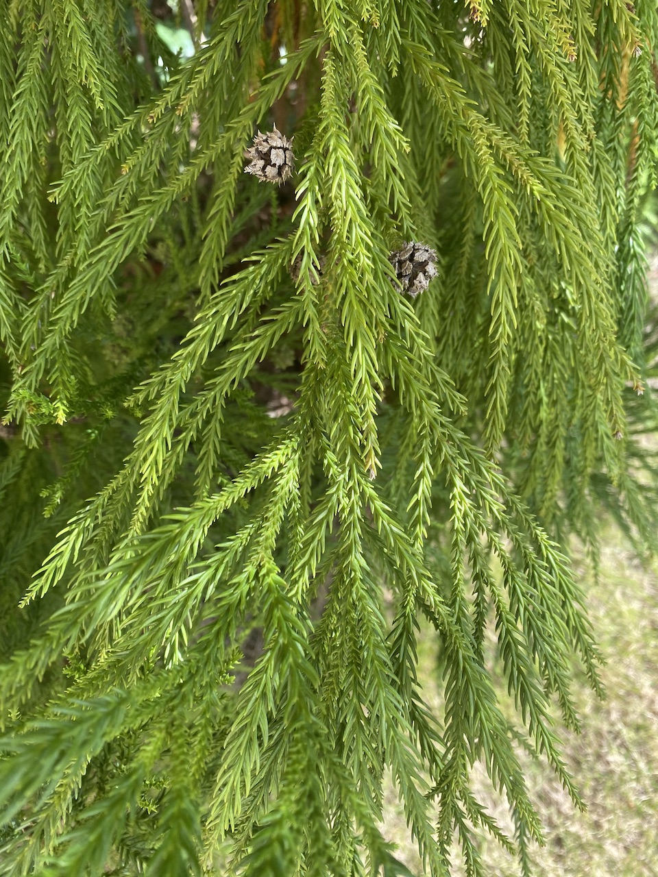 <p>Family:</p><p>Genus:</p><p>Species:</p><p>Common Name:</p>