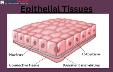 <p>Epithelial Tissue</p>