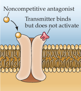 <p>Binds to receptors at a different location as the neurotransmitter, enhancing its activity</p>