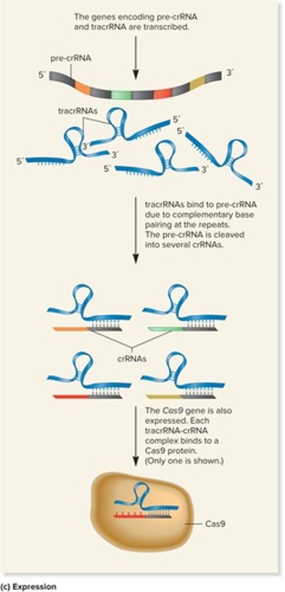<p>Non-coding RNA that aids in CRISPR function.</p>