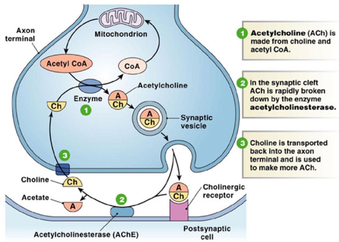 <p>Neurotransmitter that triggers muscle action potential.</p>