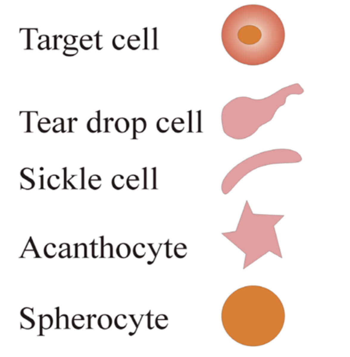 <p>- Hereditary spherocytosis</p><p>- Sickle cell disease</p><p>- Anemia of renal disease</p><p>- Hypothyroidism</p><p>- Anemia of chronic disease</p>