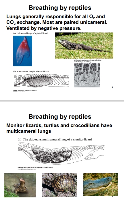 <ul><li><p>Most reptiles possess unicameral lungs (single chamber), while some (like monitor lizards) have multicameral lungs with internal septa, increasing surface area for improved efficiency.</p></li></ul><p></p>