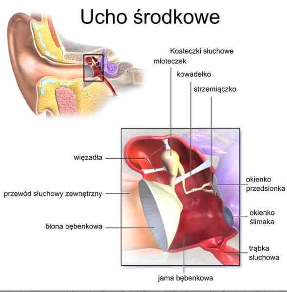 <ul><li><p>kosteczki słuchowe</p></li><li><p>trąbka słuchowa</p></li><li><p>jama bębenkowa</p></li></ul>