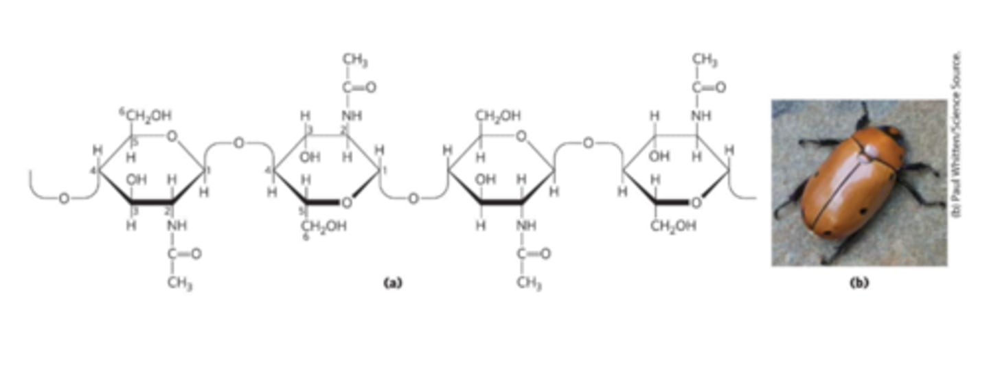 <p>Linear homopolysaccharide compose of N-acetylglucosamine residues in (β1-&gt;4) linkage<br>-Acetylated amino group makes chitin more hydrophobic and water-resistant than cellulose<br>-Exoskeletons</p>