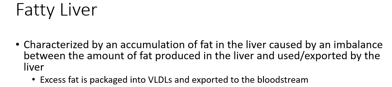 <p>It’s packaged into VLDLs and sent into the bloodstream.</p>