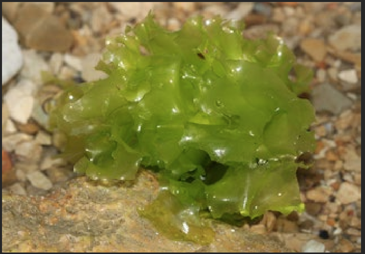<p>What is the Portugese name of this species?</p>