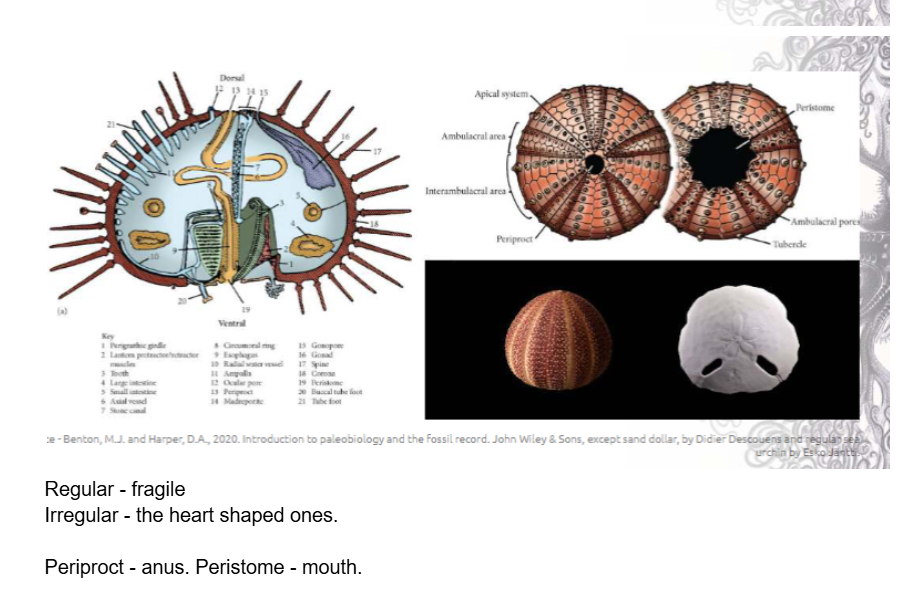 <p>Regular = round urchins. </p><p>Irregular = heart urchins adapted for burrowing</p>