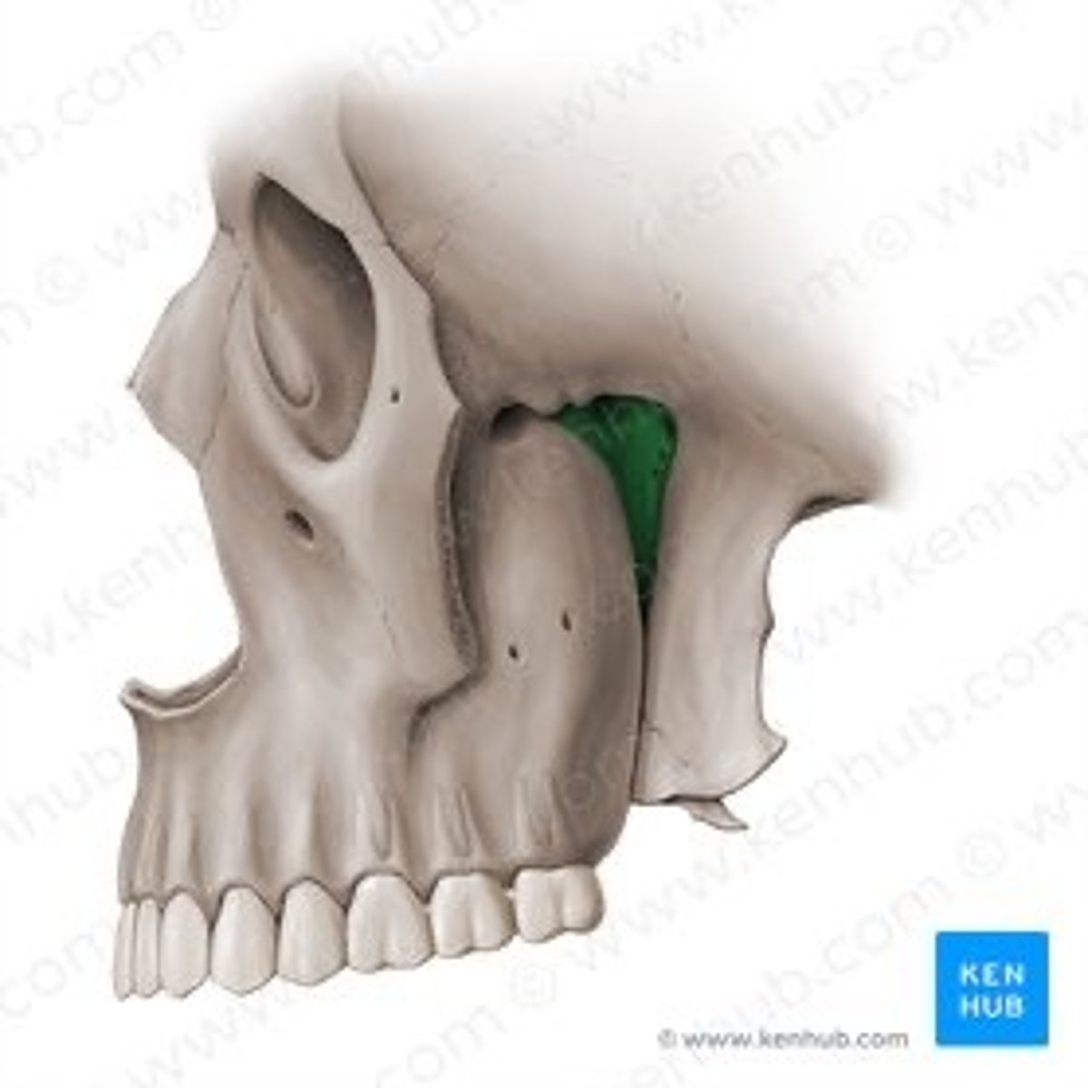 knowt flashcard image