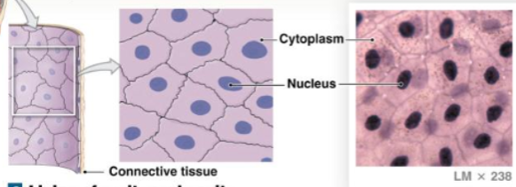 <p>1 layer squished, reduces friction, controls vessel permeability, and performs absorption and secretion </p><p>location: portions of kidney tubules which are thin sections of nephron loops </p>