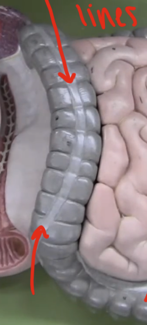 <p>lines of longitudinal smooth muscle</p>