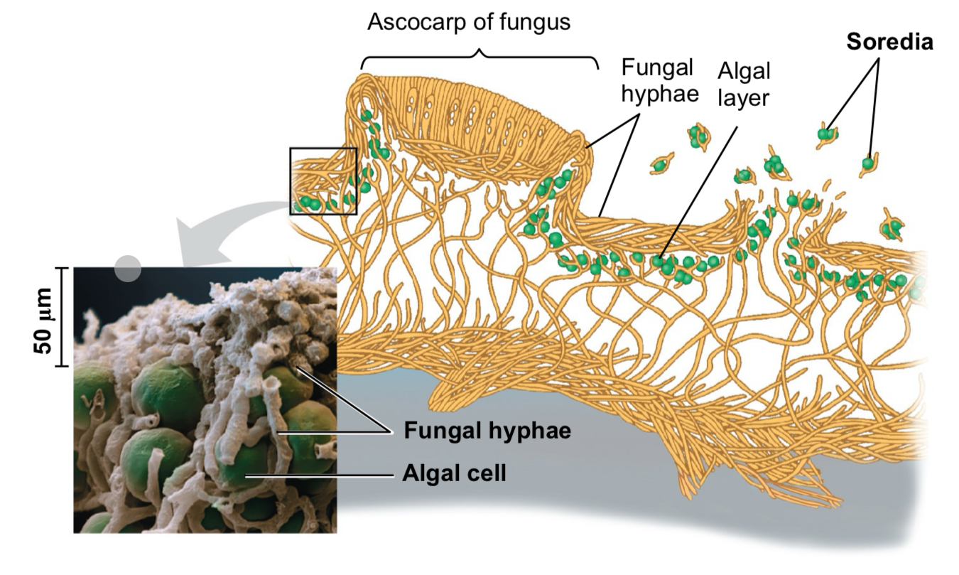 <p>Bundle of fungi and algae</p>