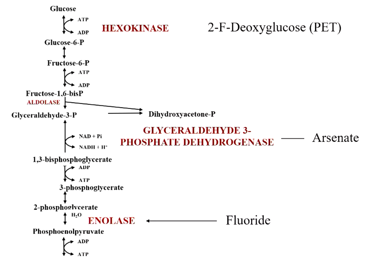 <p>hexokinase - 2-F-deoxyglucose (PET)</p><p>glyceraldehyde 3-phosphate dehydrogenase - arsenate</p><p><strong>enolase - fluoride</strong></p>
