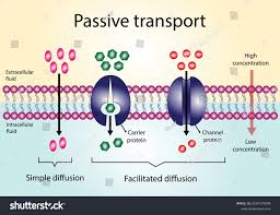 <p>diffusion, filtration, osmosis </p>