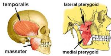 <p><em>m. masseter</em></p><p><em>m. temporalis</em></p><p><em>m. pterygoideus medialis</em></p><p>m. pterygoideous lateralis</p><p></p>