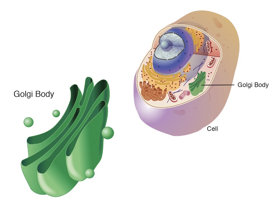 <p>The proteins are transferred to this and they add things to the proteins </p>