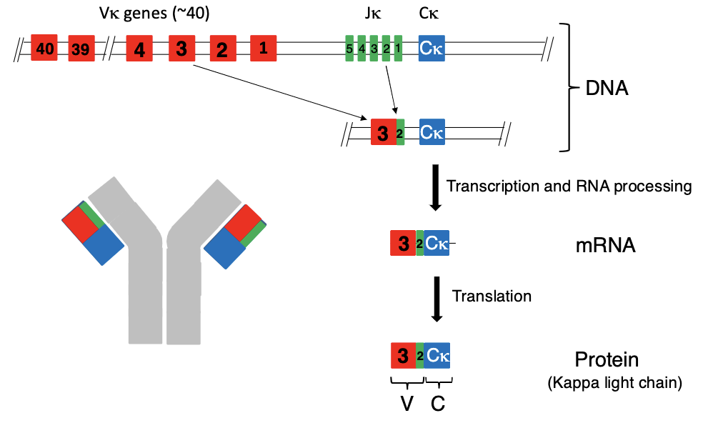 <ul><li><p>kappa light chain has ~40 V genes and several J genes</p></li><li><p>these gene randomly recombine to create combiantions then go through transcription/RNA processing and translation</p></li></ul><p></p>