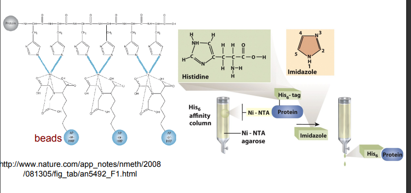 <ul><li><p>small tag</p></li><li><p>easy to add</p></li><li><p>not interfere with protein functions</p></li></ul><p></p>