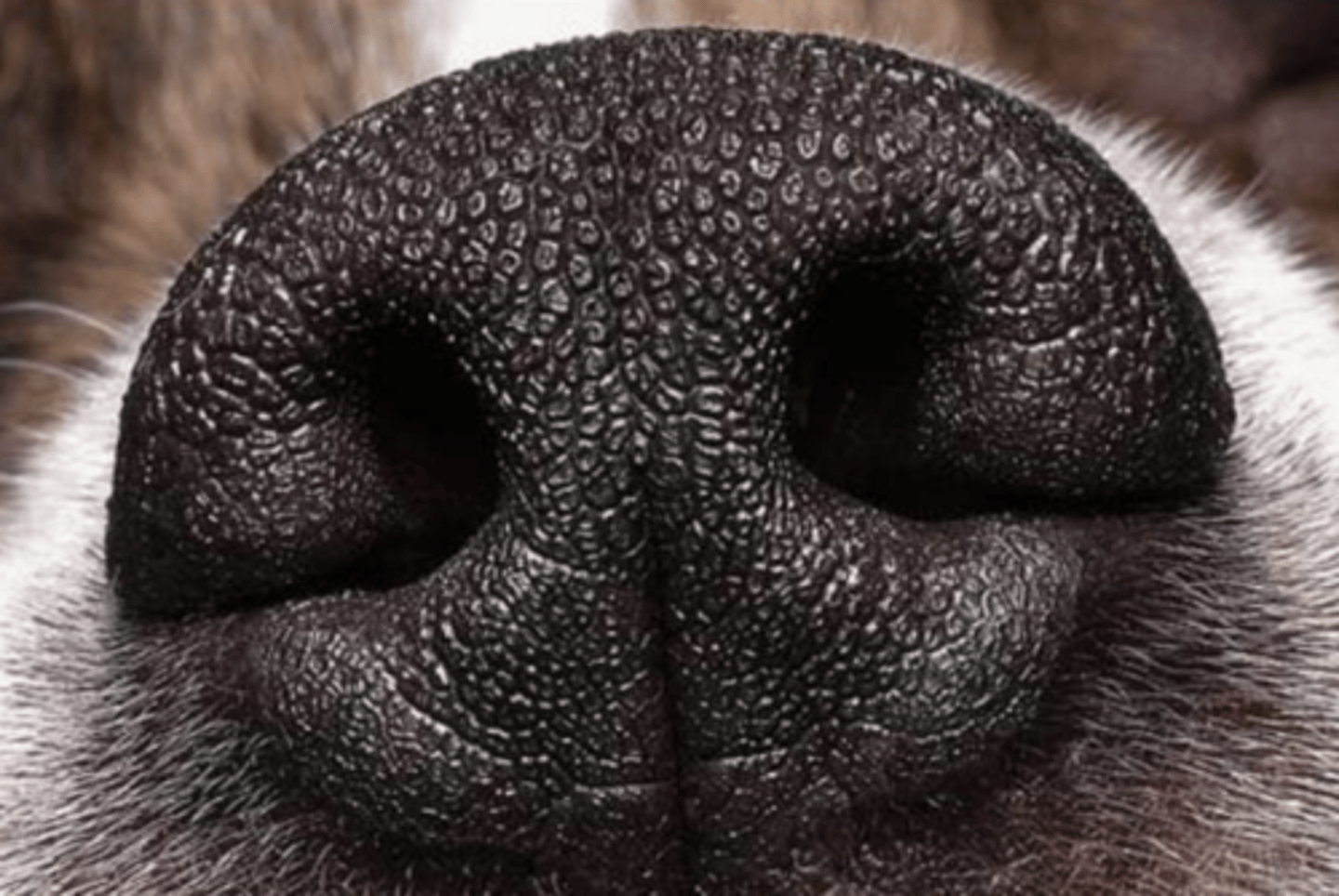 <p>what is the epithelium of the nasal vestibule?</p>