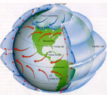 <p>Modelo tricelular</p>