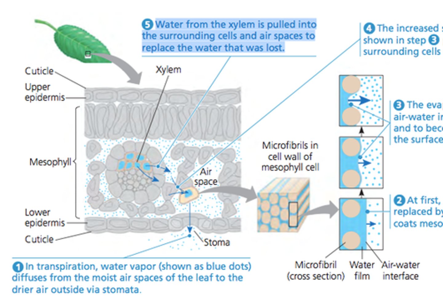 <p>High surrounding temperature, low humidity, causes water to evaporate at higher rate</p>