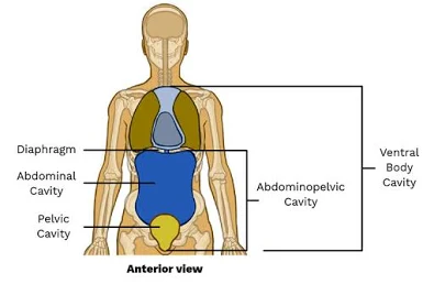 <p>Abdominopelvic Cavity</p>
