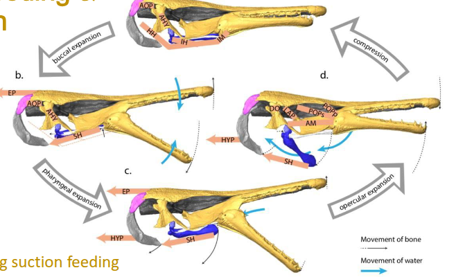 <p>Adductible<br>operculum<br>&<br>pharyngeal<br>expansion</p><p></p><ul><li><p><span><span>as the mouth expands, the buccal cavity begins</span></span></p></li></ul><p><span><span>to expand</span></span></p><ul><li><p><span><span> it means that the opercular are flaring</span></span></p></li></ul><p><span><span>out</span></span></p><ul><li><p><span><span>at the same time or just after, the pharyngeal arches</span></span></p></li></ul><p><span><span>expand out to the back creating all this negative</span></span></p><p><span><span>space and so they essentially have a big gulp of water</span></span></p><p><span><span>that comes in</span></span></p><ul><li><p><span><span>then they can close their mouth</span></span></p></li></ul><p><span><span>and as they close their mouth they shove water back out</span></span></p><p><span><span>across the gills and that's the compression phase of it</span></span></p>