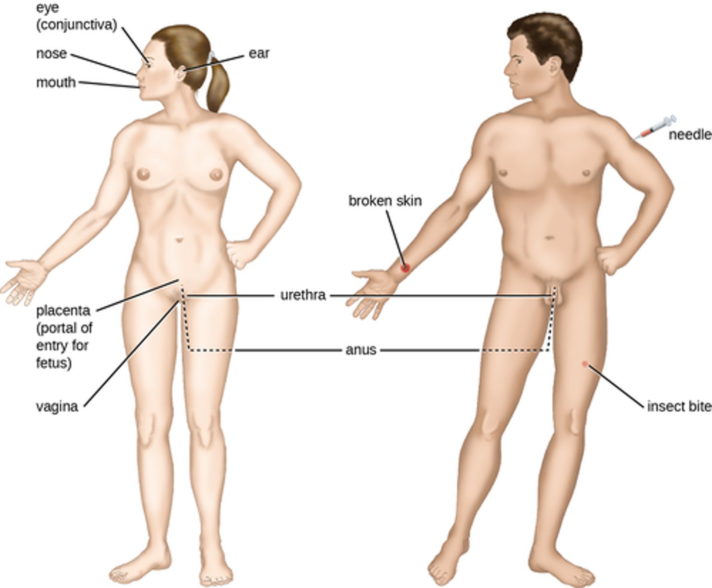 <p>An</p><p>anatomic site through which pathogens can pass into host tissue is called a portal of entry. These are locations where the host cells are in direct contact with the external environment.</p>