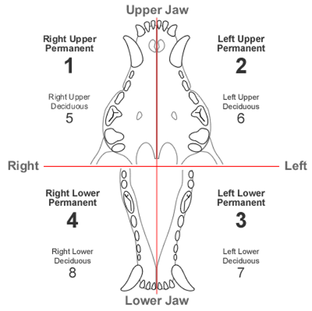 <ul><li><p>A convention: the <strong>canine</strong> tooth is always 04</p></li><li><p>the <strong>first molar</strong> is 09</p></li><li><p><span style="color: blue;">104 always upper right canine in any species.</span></p></li></ul><p></p>