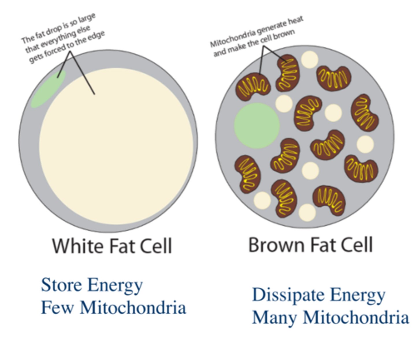 <p>Stores fat as triglycerides</p>