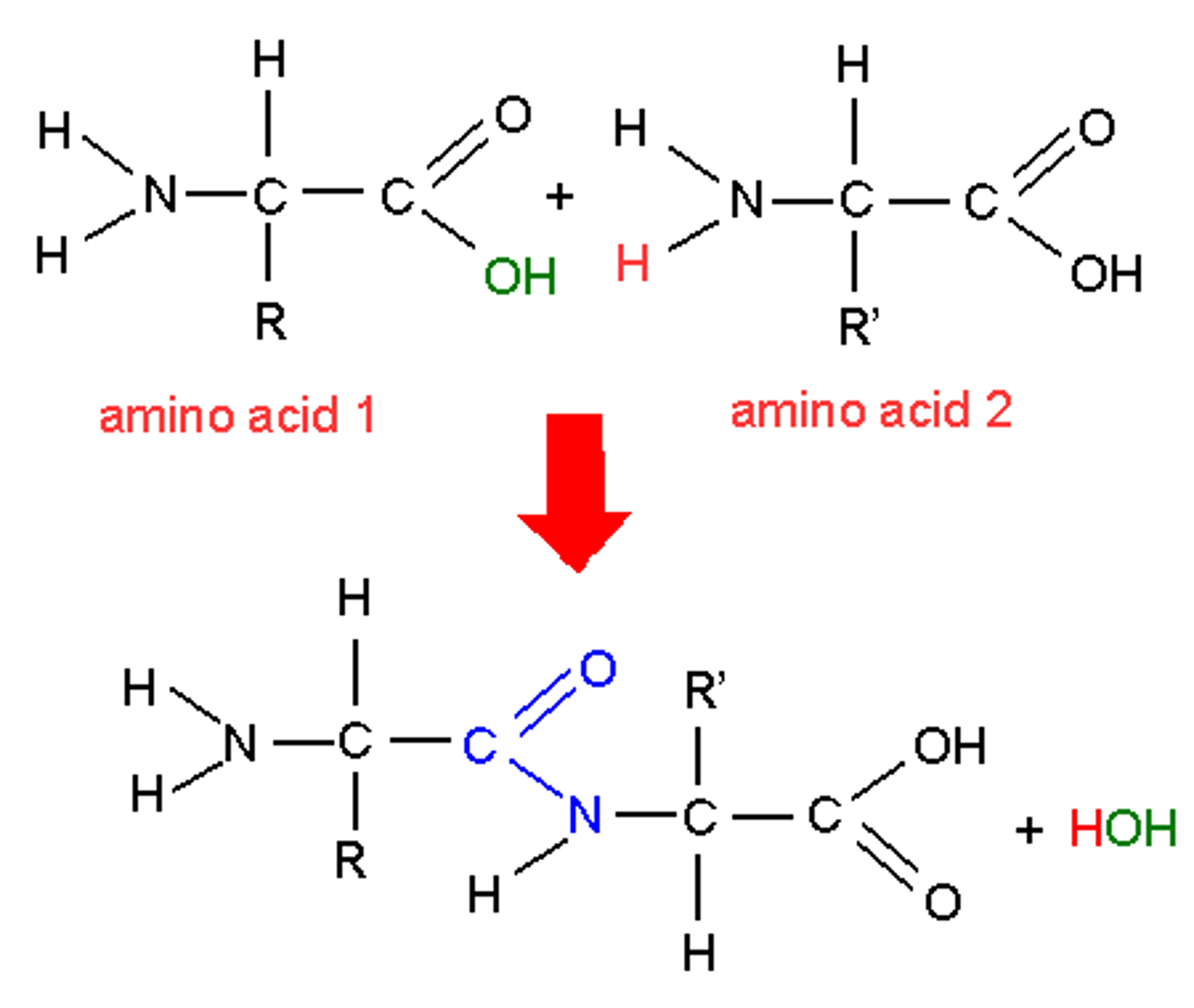 <p>Two amino acids bonded together through a condensation reaction, forming water as a subproduct</p>
