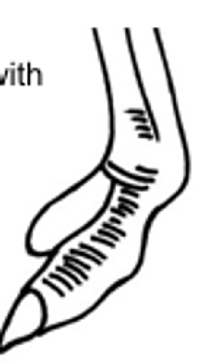 <p>no 1st or 2nd digits but 3rd &amp; 4th face forward</p>