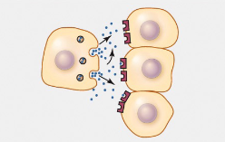 <p>Hormones diffuse to a target cell located in proximity (neighboring cells)</p>