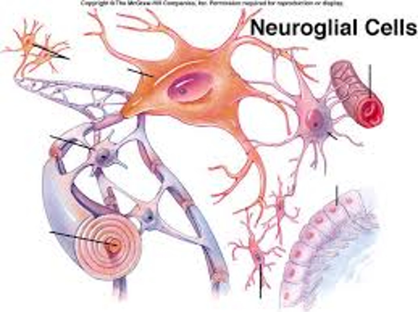 <p>glue, glia, neuroglia</p>