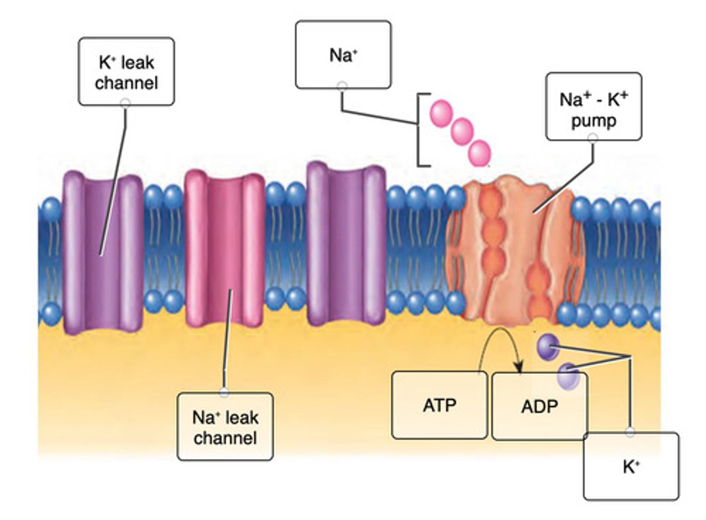 knowt flashcard image