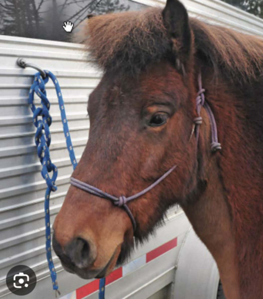 <p>what type of knot to tie-up the horse ?</p>