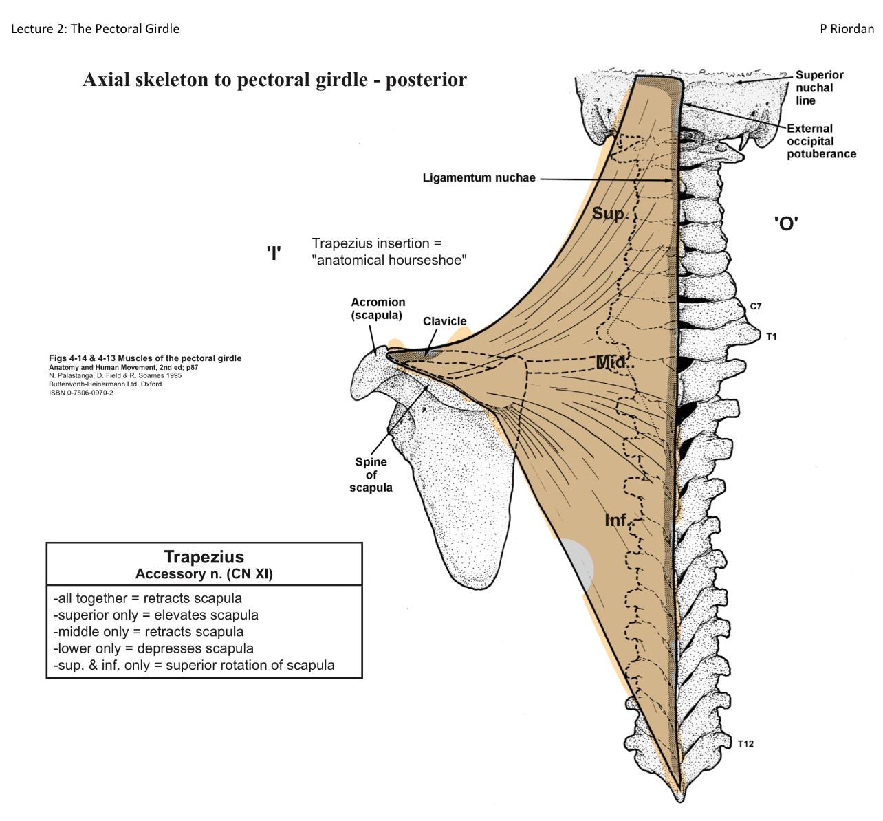<p>O= Broad origin from superior nuchal line to T12 (cervical and thoracic spinal processes)</p><p>I=Anatomical horseshoe (sup=clavicle, middle= acromion, inferior=spine of scapula)</p><p>A=All=retracts scapula. Sup=elevates scapula, Mid= retracts scapula Inf=depresses scapula. Sup and Inf=superior rotation of scapula</p><p>IN=Accesory nerve (cranial nerve X)</p>