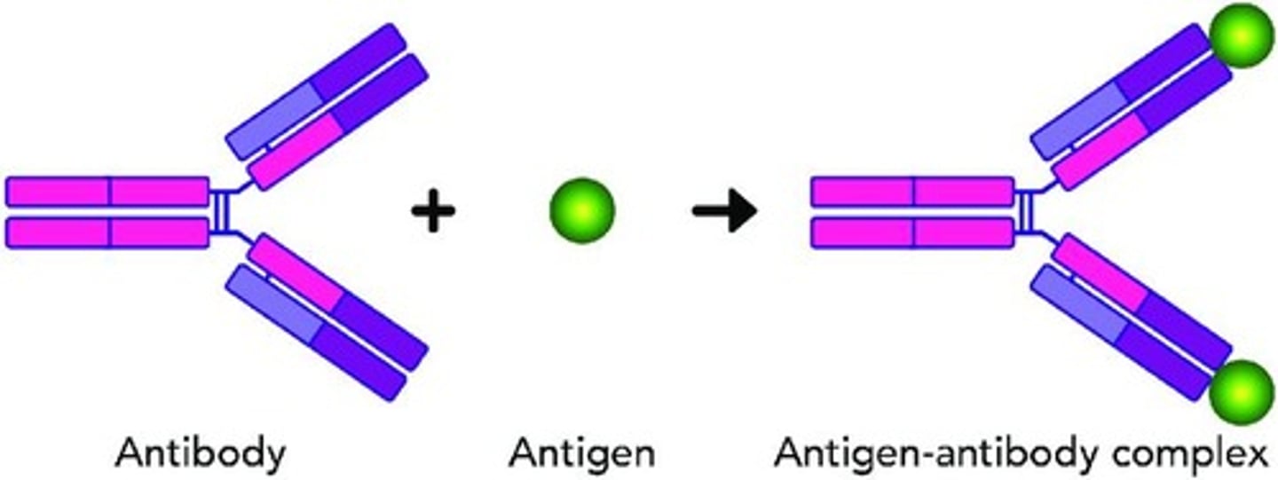 <p>The binding of antigens to antibodies that labels potentially dangerous antigens for destruction.</p>
