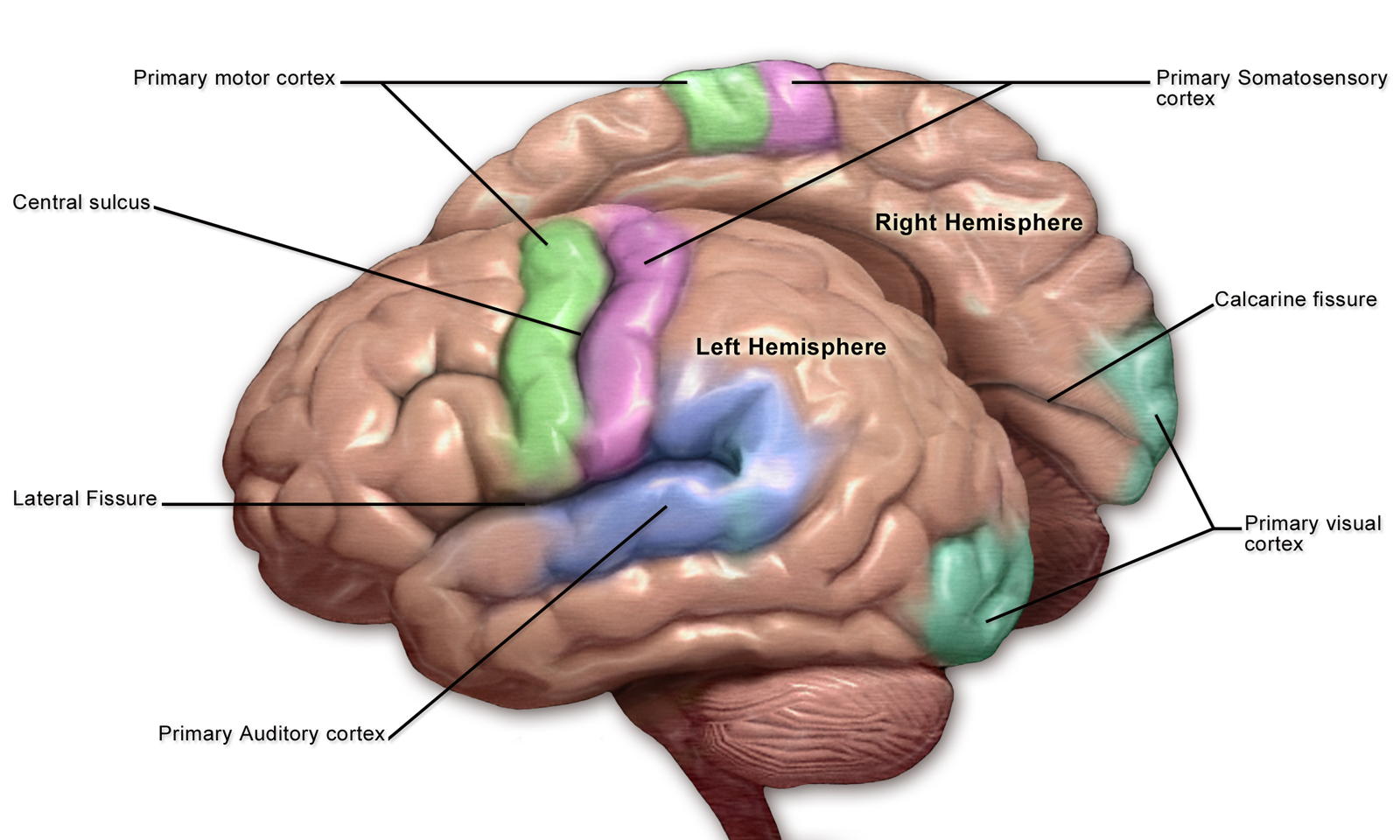 <p>What is the <strong>function</strong> of the <strong>somatosensory cortex</strong></p>